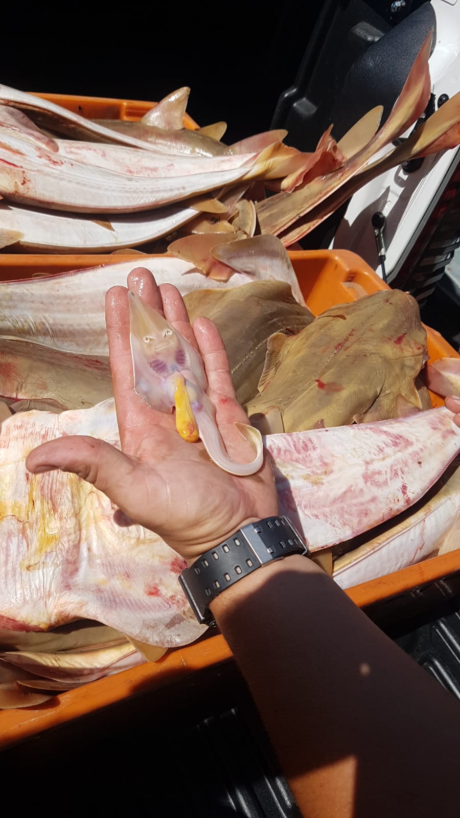 Dois pescadores foram multados por pesca ilegal na Ilha dos Porcos, em Ubatuba, na quarta-feira (27). Cerca de 60kgs de pescado