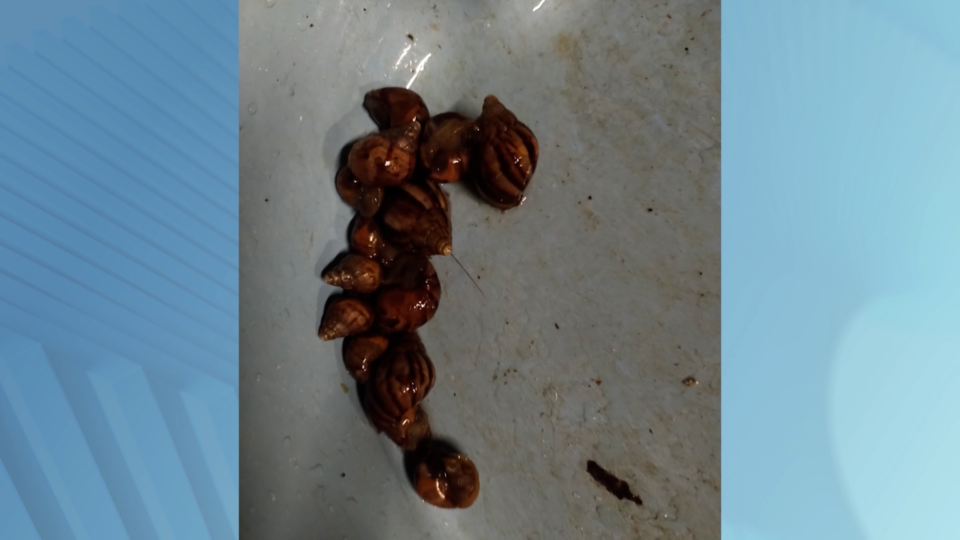 Mato alto e descarte irregular trazem caramujos que podem transmitir doenças