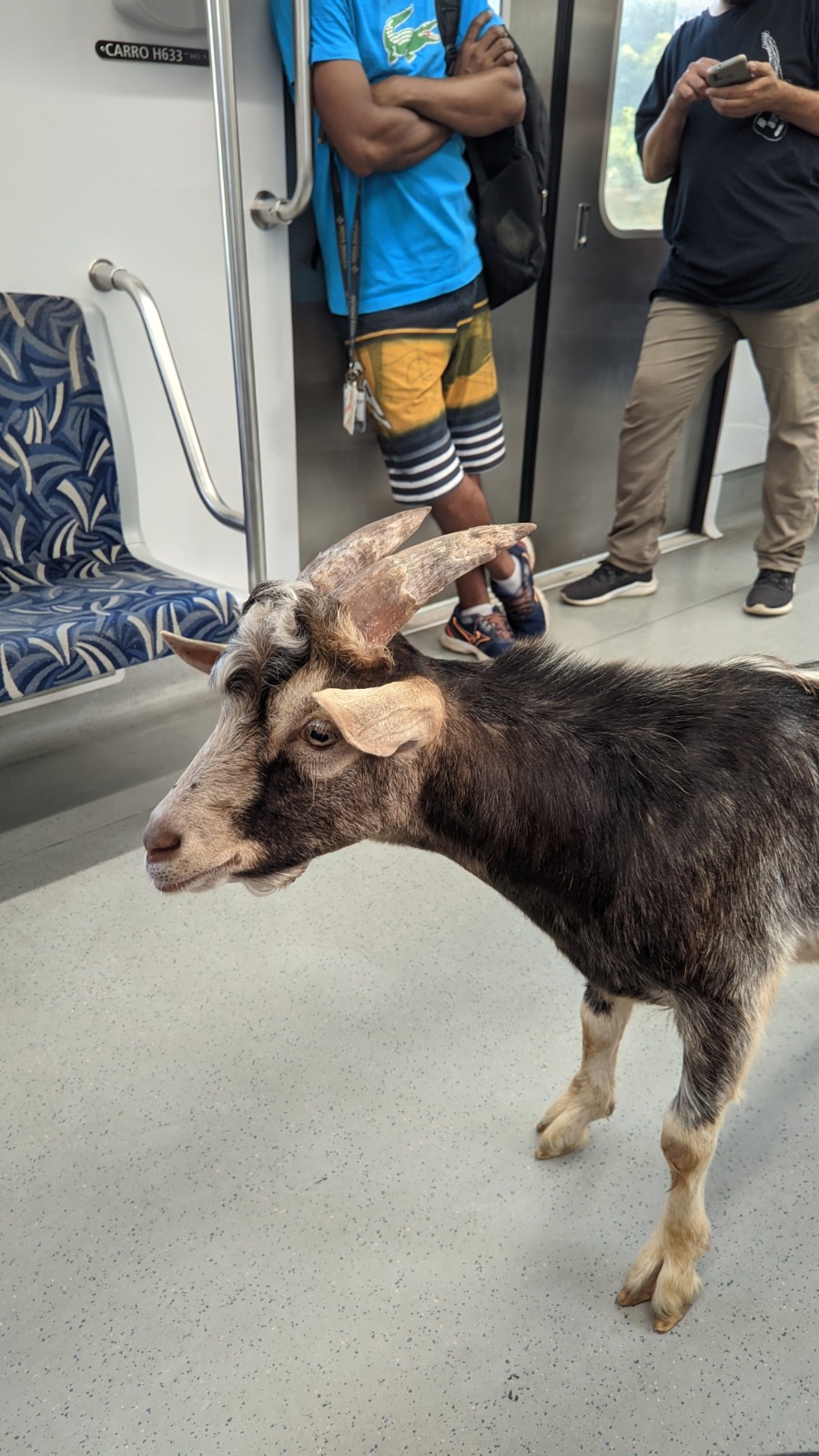 WhatsApp Image 2024-01-09 at 19.46.06 Bode é visto 'dando rolê' em trem da CPTM no interior de SP; veja vídeo