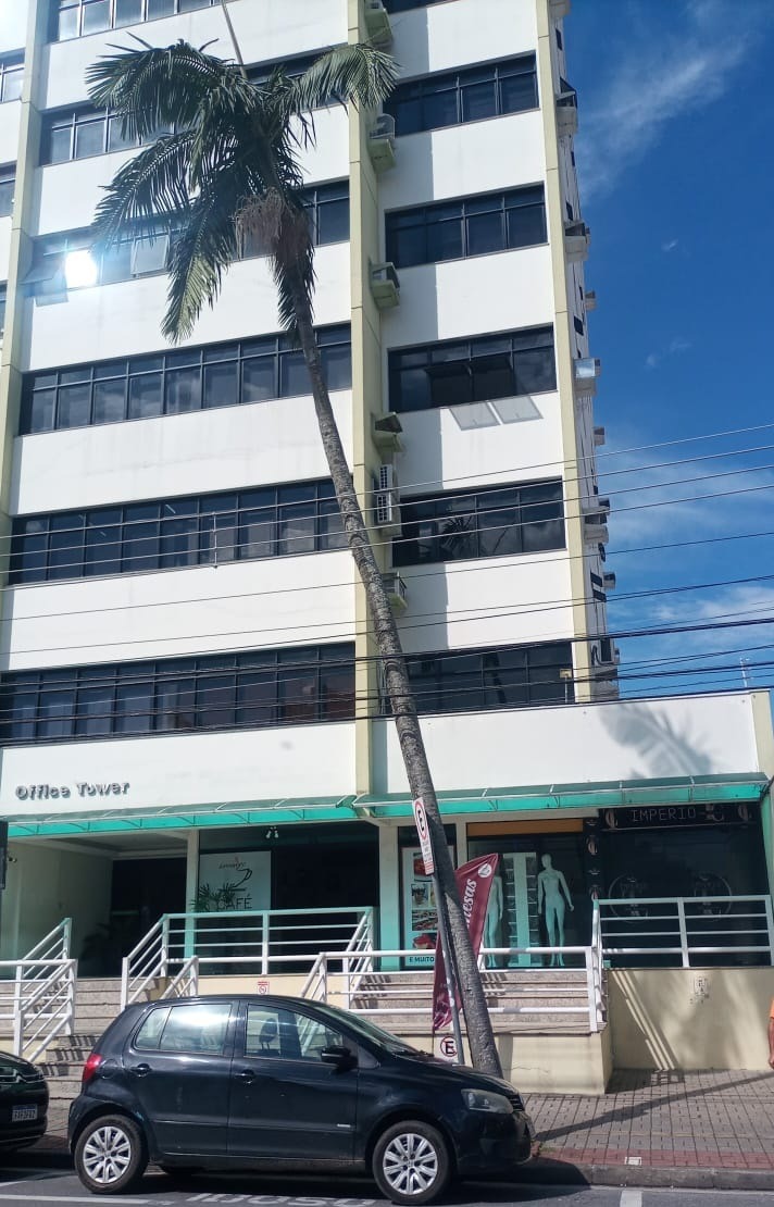 palmeira removida taubaté