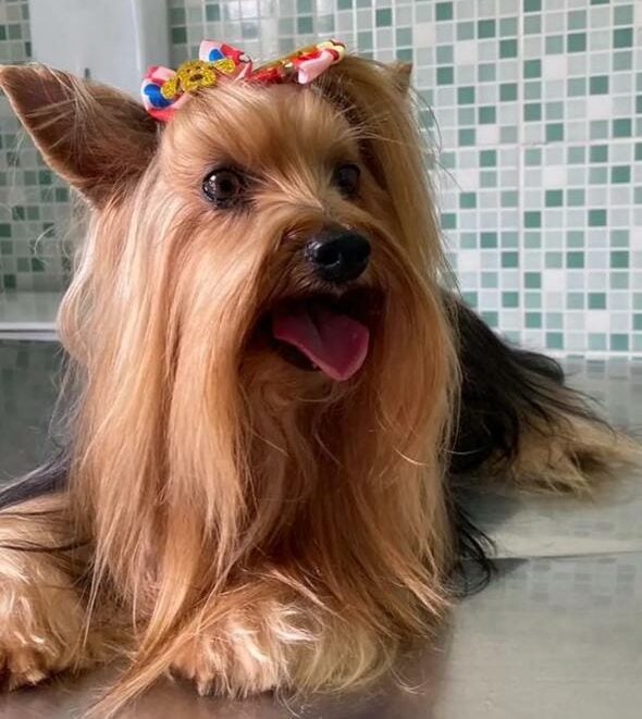 yorkshire é morta por pitbull em taubaté yorkshire é morta por pitbull em taubaté