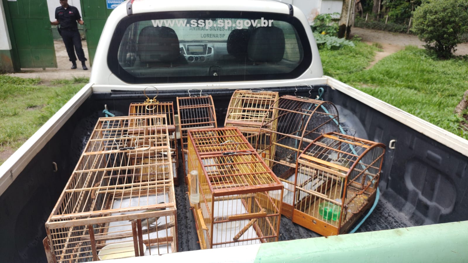 aves nativas cachoeira paulista aves nativas cachoeira paulista