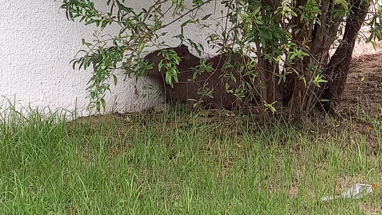 capivara é flagrada em sjc