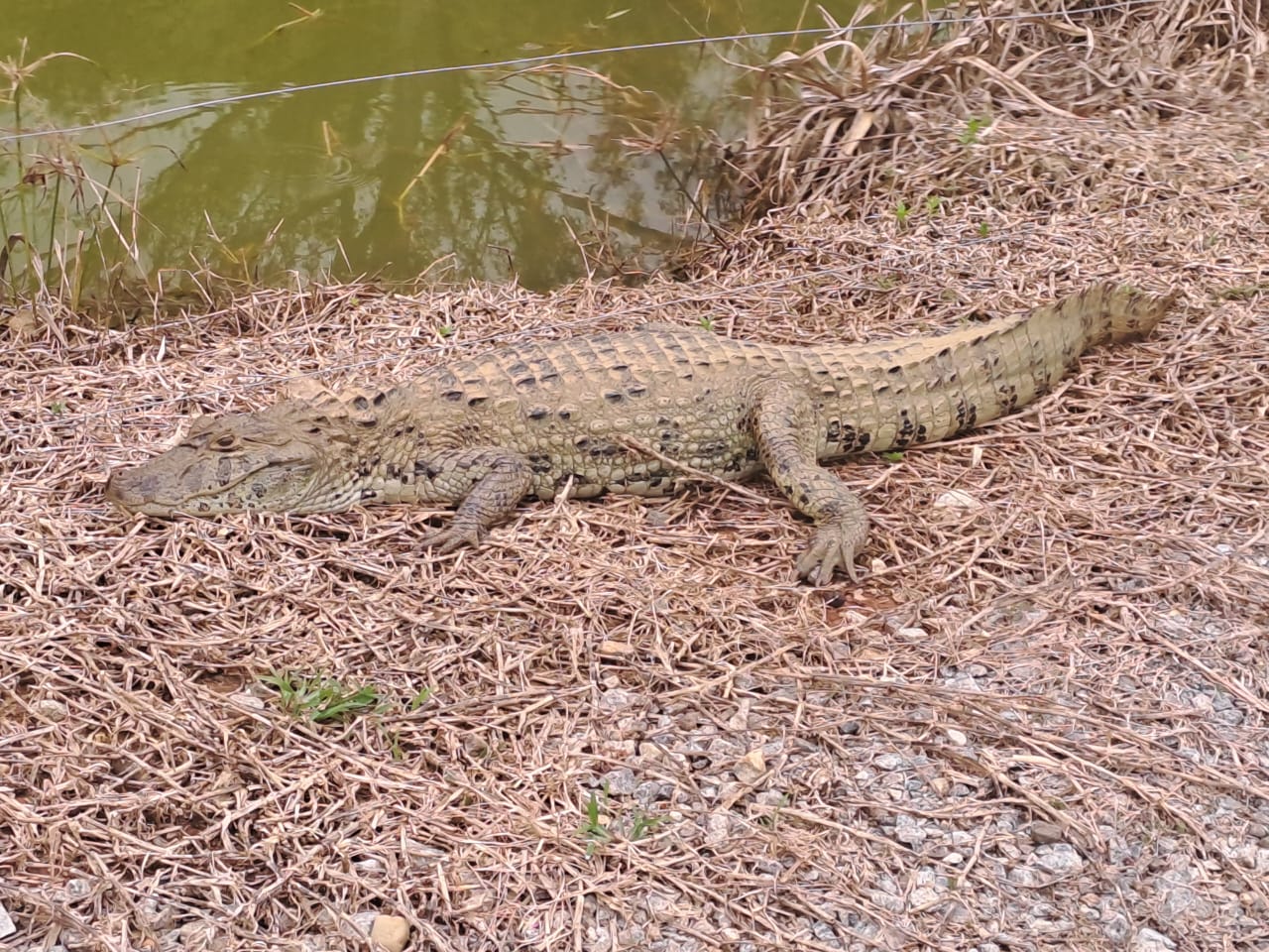 JACARÉS MONTEIRO LOBATO JACARÉS MONTEIRO LOBATO