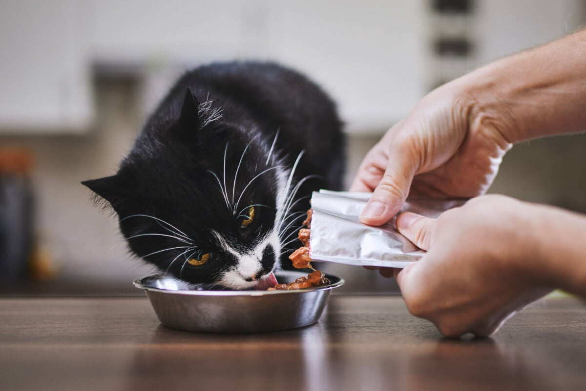 10 benefícios dos alimentos úmidos para os gatos