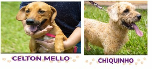 Animais disponíveis no Departamento de Bem estar animal de Limeira participam de Desfile de Adoção Animais disponíveis no Departamento de Bem estar animal de Limeira participam de Desfile de Adoção