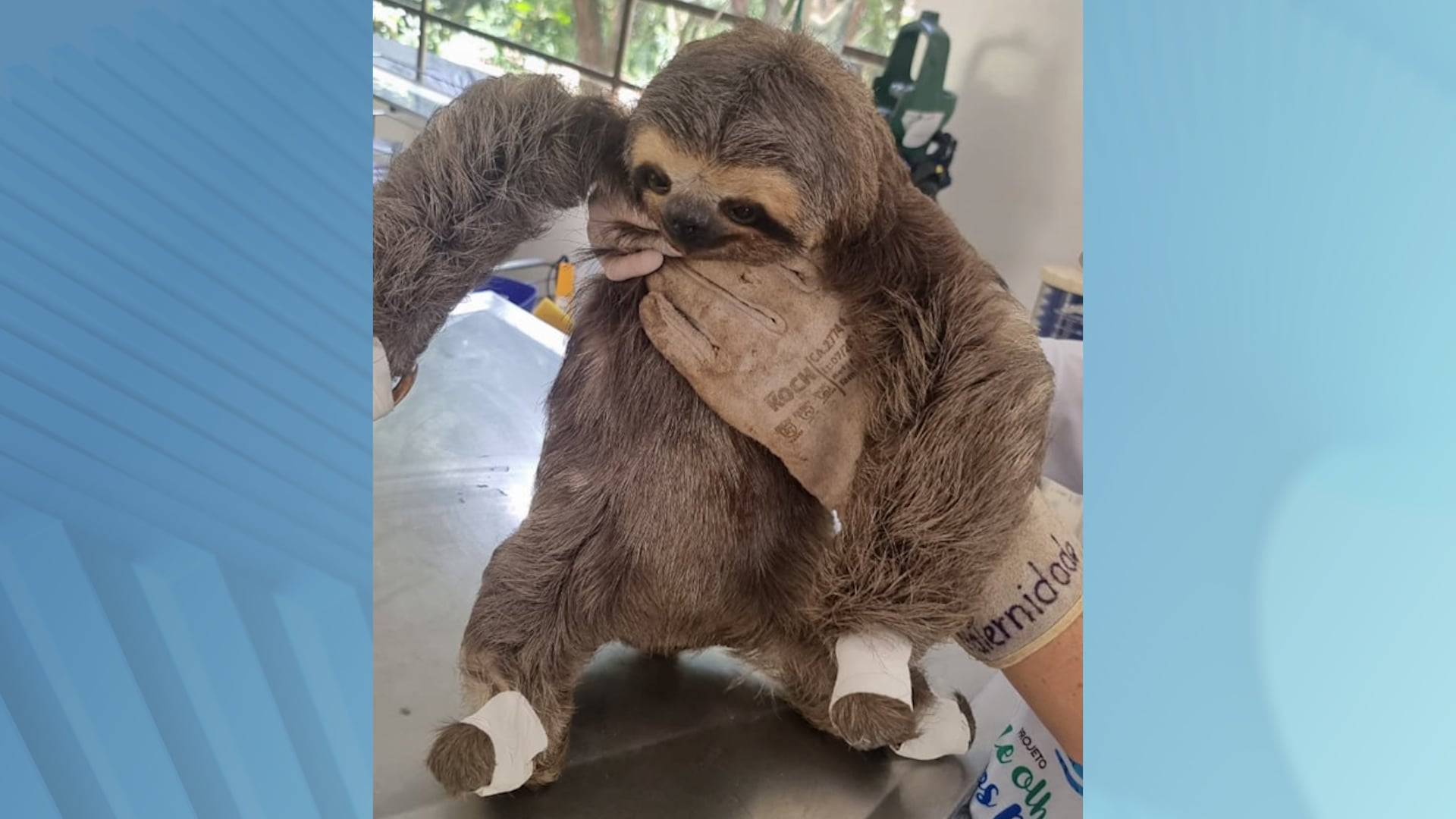 Bicho-preguiça é resgatado na Rodovia Anhanguera