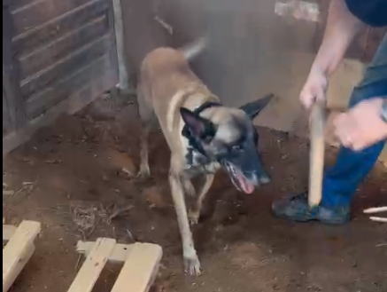Cao-de-faro-Eagle-encontra-drogas-escondidas-em-galinheiro-apos-investigacao-da-policia