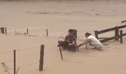 búfalas resgatadas em cunha