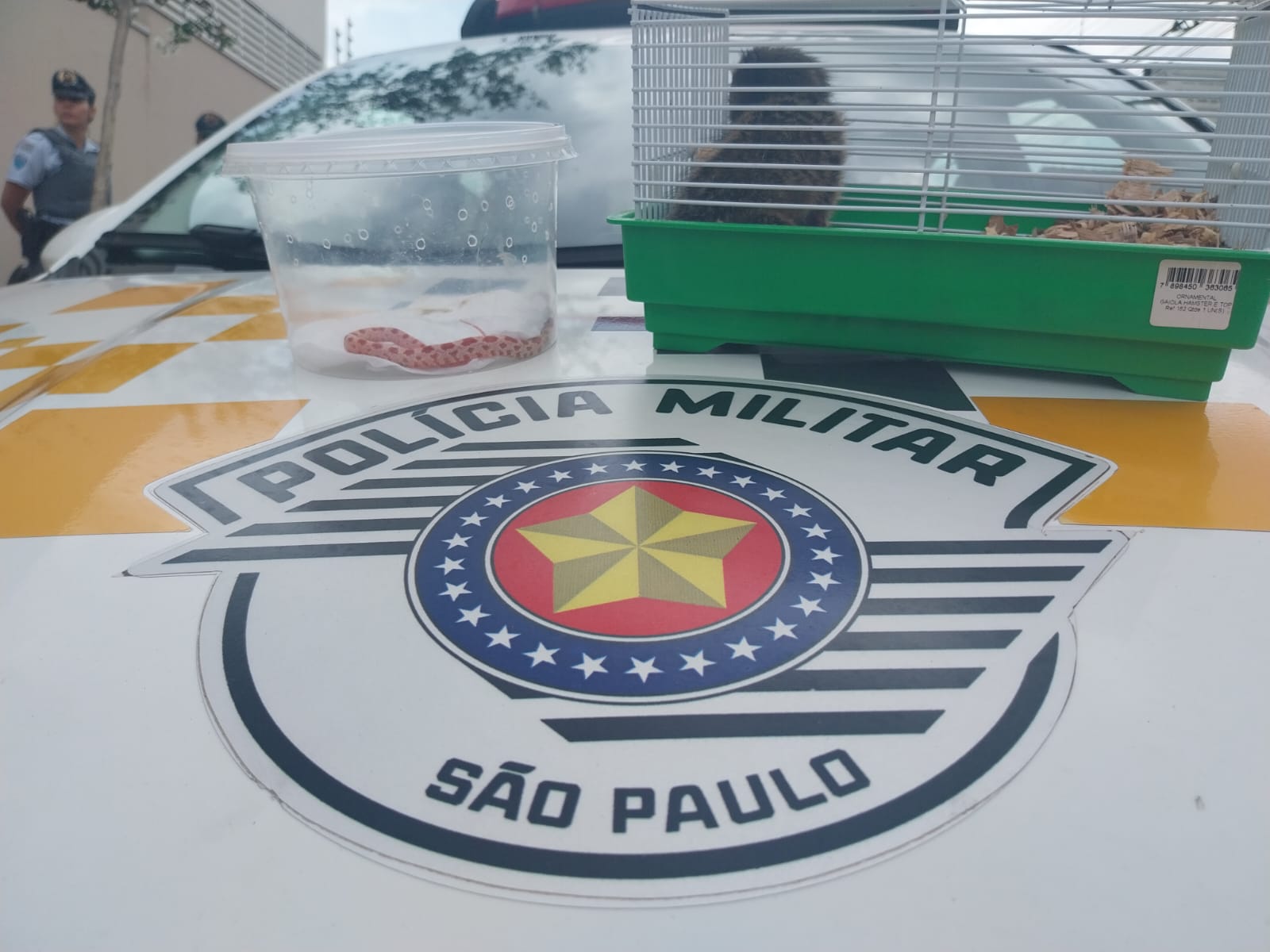 Dupla é detida por crime ambiental; cobra e sagui são apreendidos