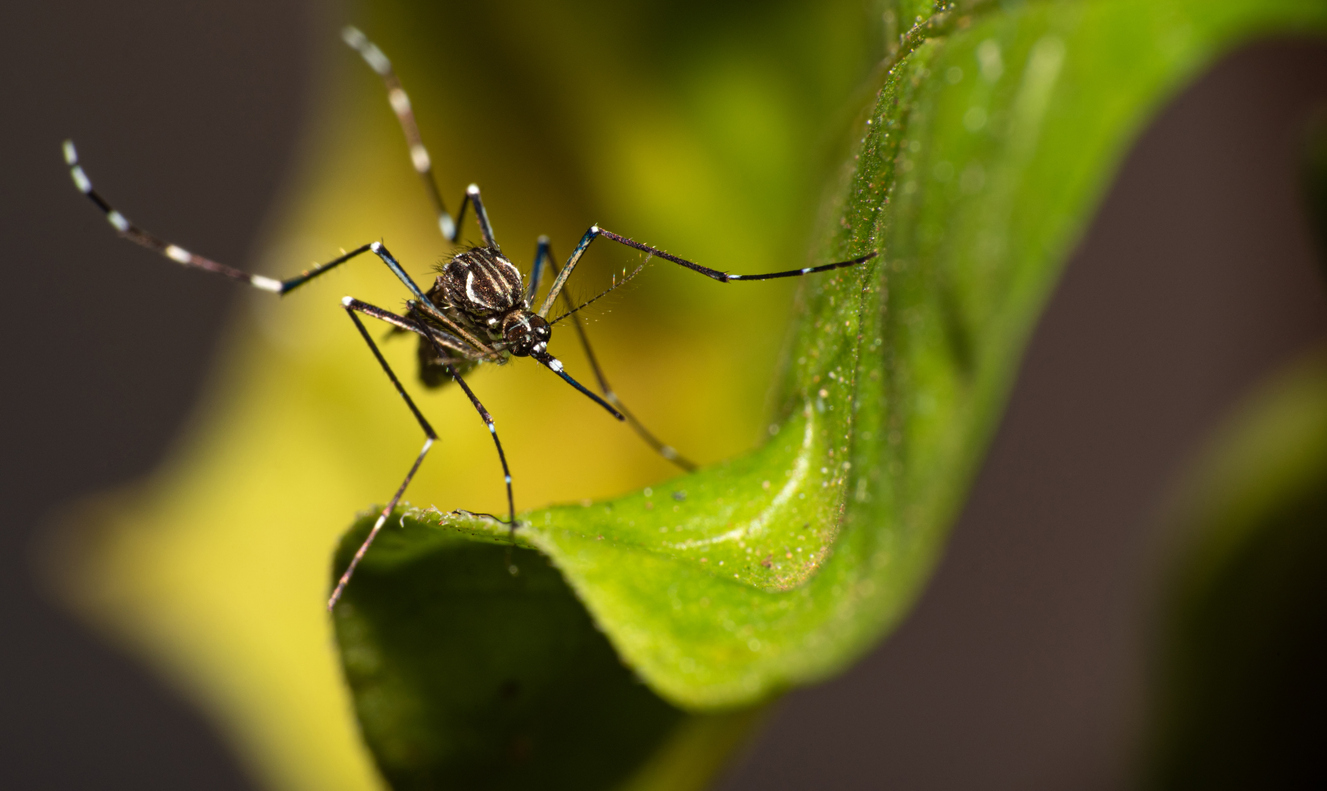 Aedes aegypti mosquito that transmits Dengue in Brazil perched on a leaf, macro photography, selective focus dengue no vale do paraíba