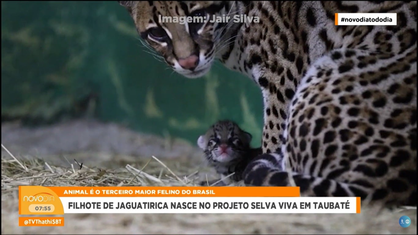 Conheça o novo filhote de jaguatirica do Selva Viva em Taubaté Conheça o novo filhote de jaguatirica do Selva Viva em Taubaté