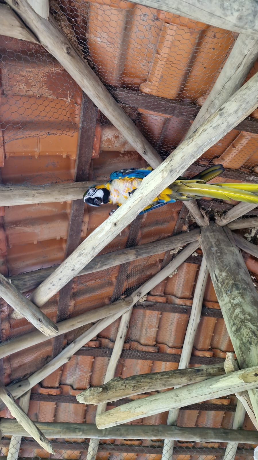 aves exóticas bananal aves exóticas bananal