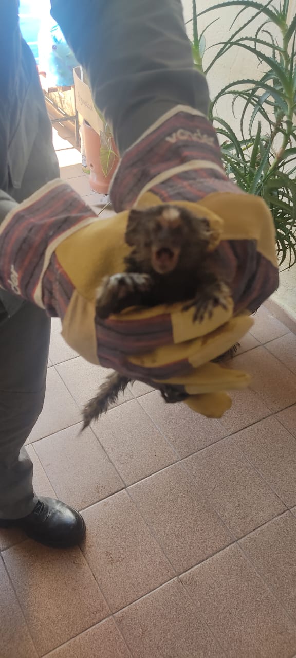 macaco sagui resgatado taubaté macaco sagui resgatado taubaté