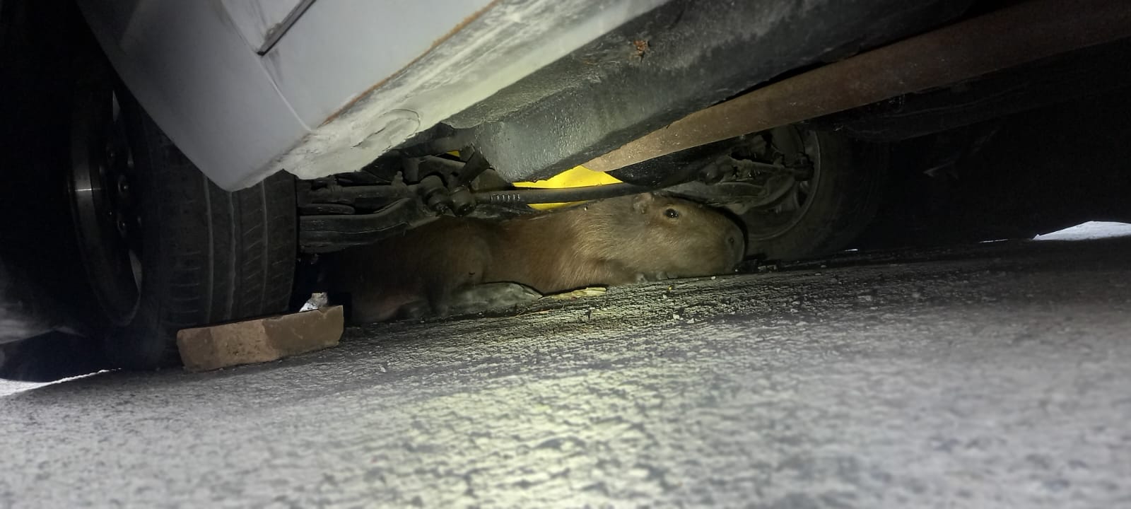 capivara lava-rápido taubaté