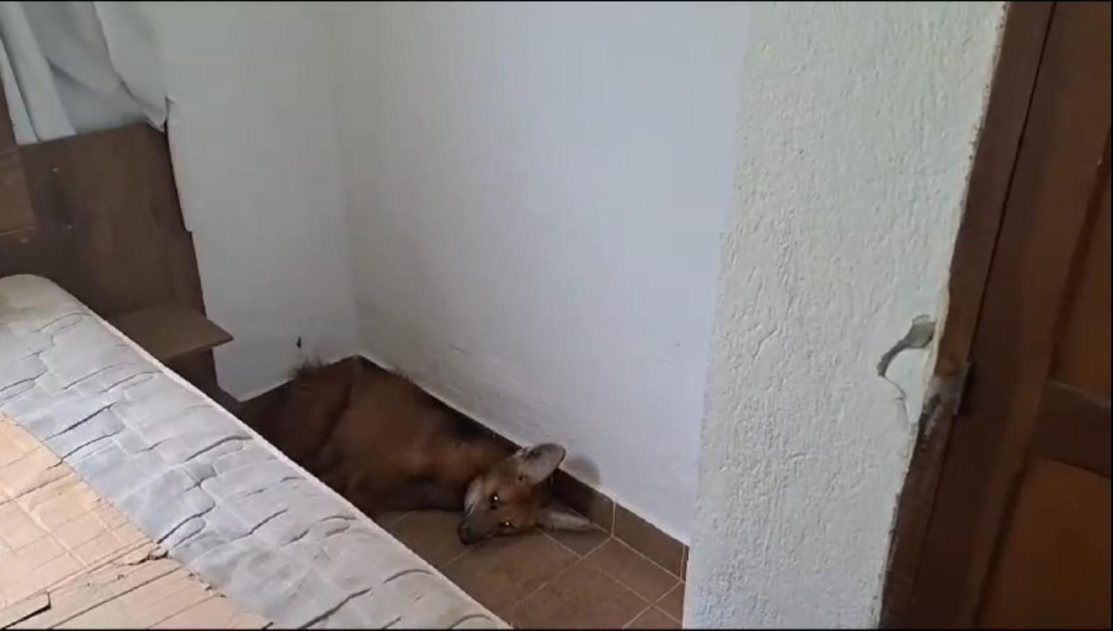 Lobo-guará é resgatado dentro de casa em Cunha