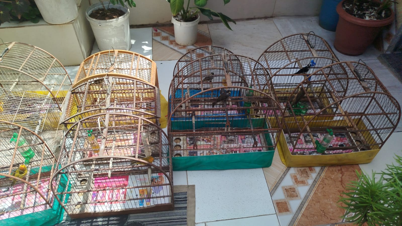 aves silvestres em tremembé