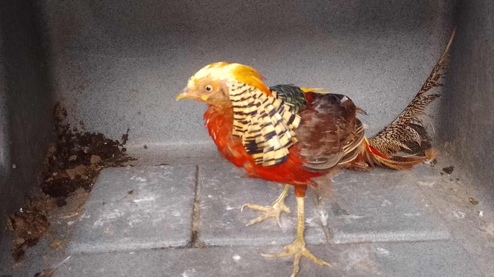 PM Ambiental resgata 12 aves em cativeiro no interior de SP