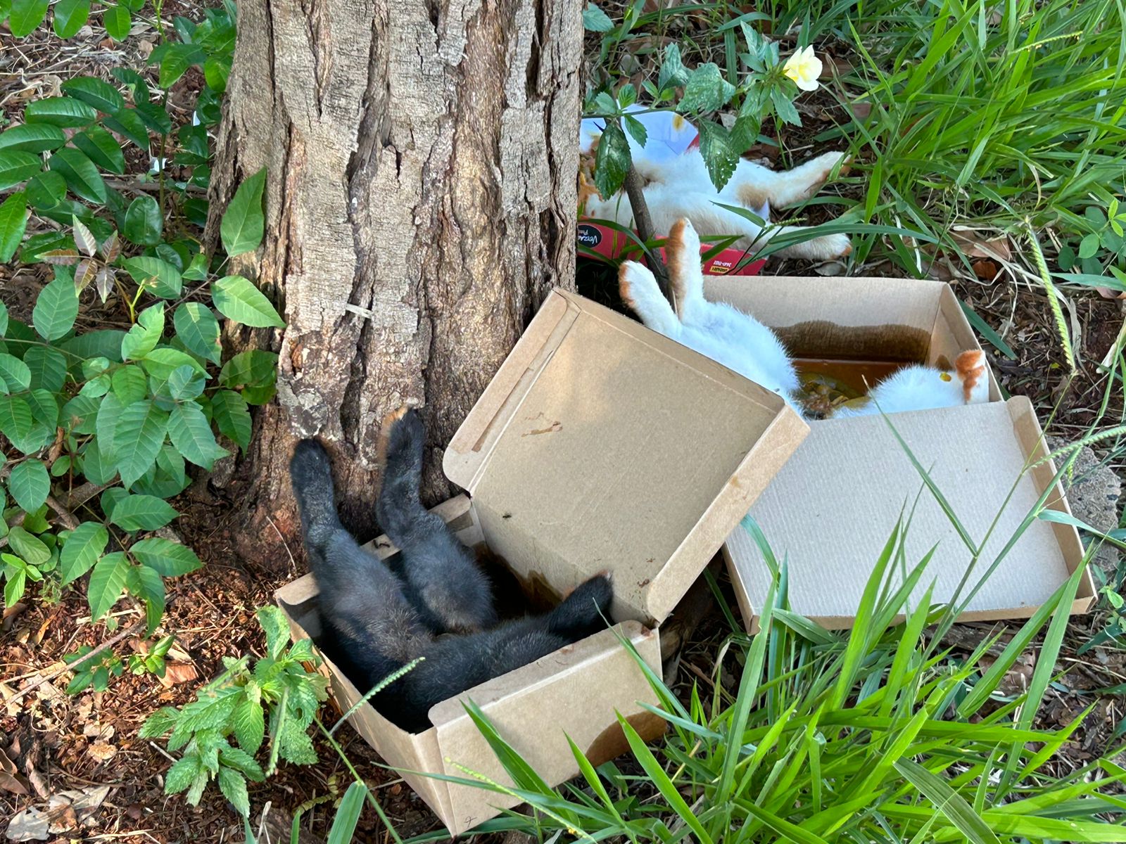 coelhinho Quatro coelhinhos mortos, sem as cabeças e com o abdômen aberto são abandonados na City Ribeirão