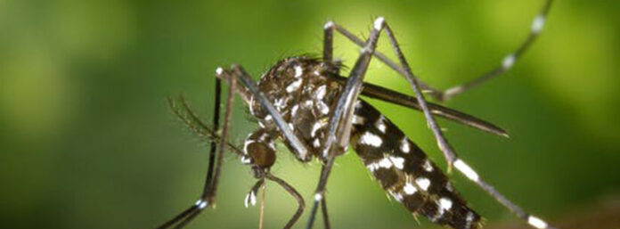 emergência dengue caraguá