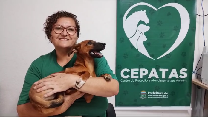 feira de adoção pinda