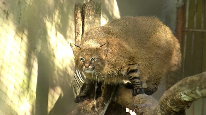 Saiba como é o tratamento das nove espécies de felinos que fazem parte dos projetos de conservação da Mata Ciliar Saiba como é o tratamento das nove espécies de felinos que fazem parte dos projetos de conservação da Mata Ciliar