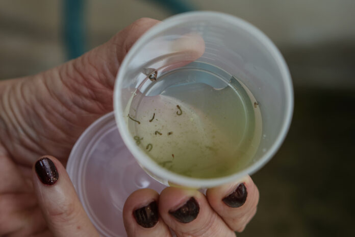 Saiba quais as principais diferenças entre um pernilongo comum e o aedes aegypti