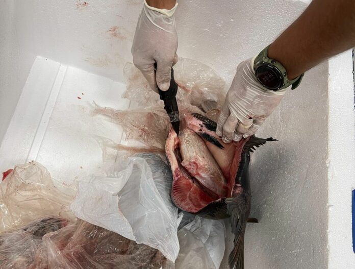 Policia-Federal-prende-passageira-transportando-56kg-de-skunk-dentro-de-peixes-congelados-2 Policia-Federal-prende-passageira-transportando-56kg-de-skunk-dentro-de-peixes-congelados-2