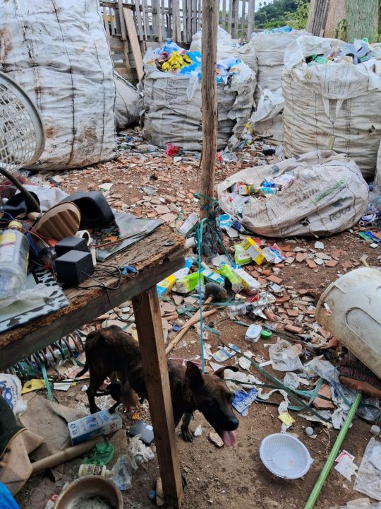 Sete cães são resgatados por maus tratos em ferro velho