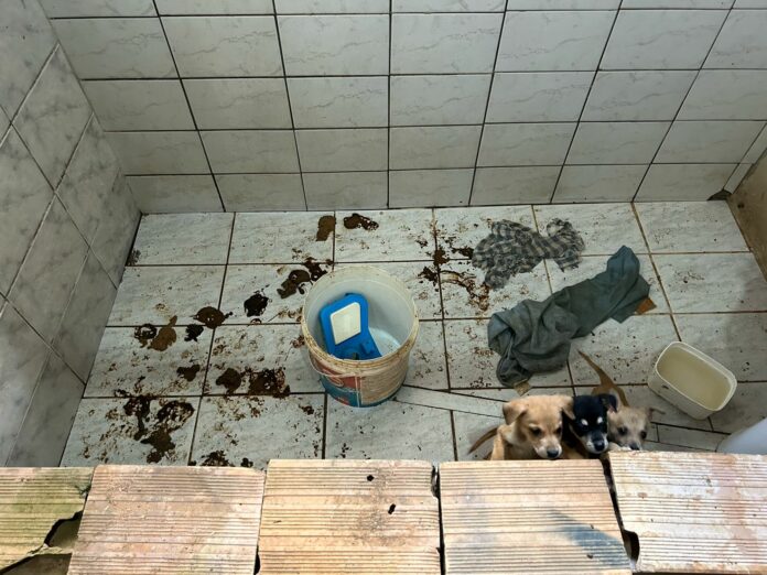 maus-tratos cães pinda maus-tratos cães pinda