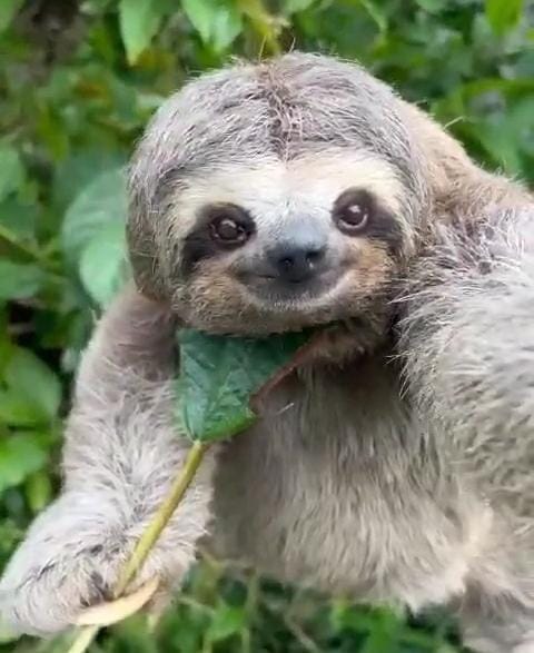 Preguiça aparece em quartel da PM Ambiental de Caraguatatuba