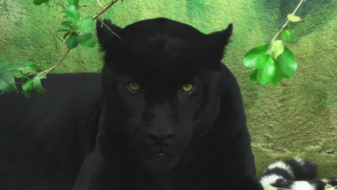 Pantera Negra é novo morador do Selva Viva em Taubaté