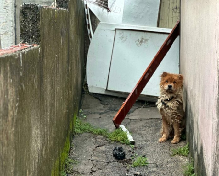 Mulher é detida por suspeita de maus-tratos de crianças e cachorro