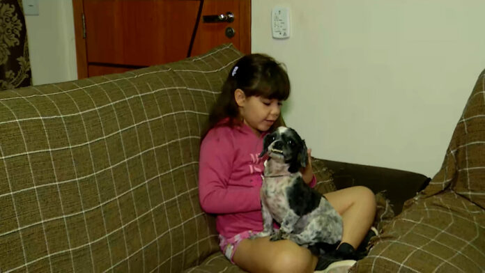 Animal teria assustado com o barulho e fugido de casa em réveillon de 2022.