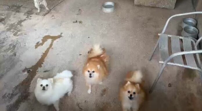 Canil clandestino é lacrado por maus tratos e posse ilegal de animais silvestres 1 Canil clandestino é lacrado por maus tratos e posse ilegal de animais silvestres 1