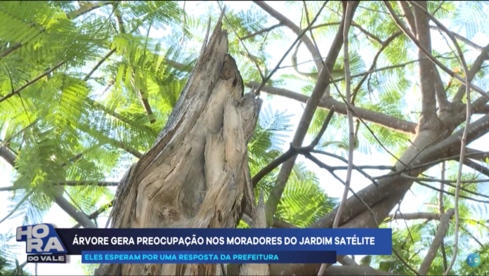 Denúncia: Árvore grande causa preocupação em moradores