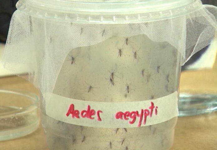 Vacinação da dengue gera dúvidas no interior de SP