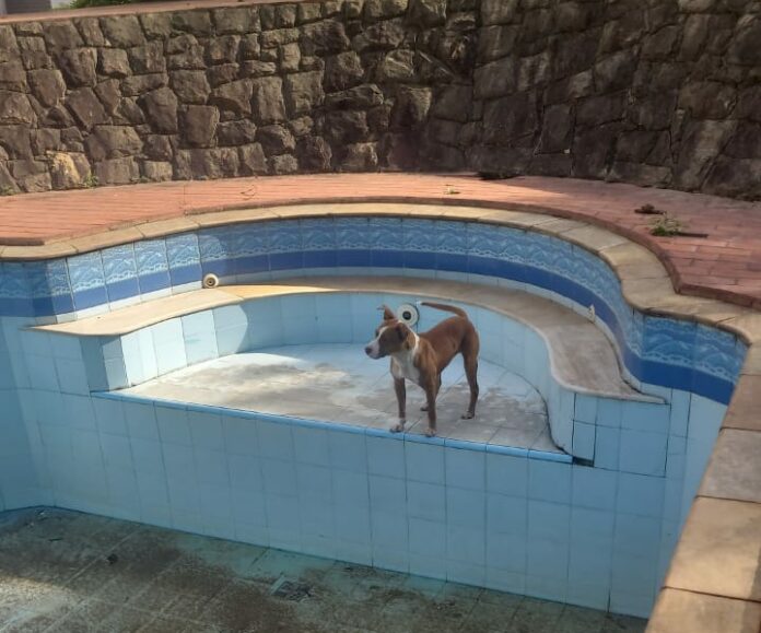 ONG é invadida e tem 160kg de ração furtados do estoque; até motor da piscina foi levado