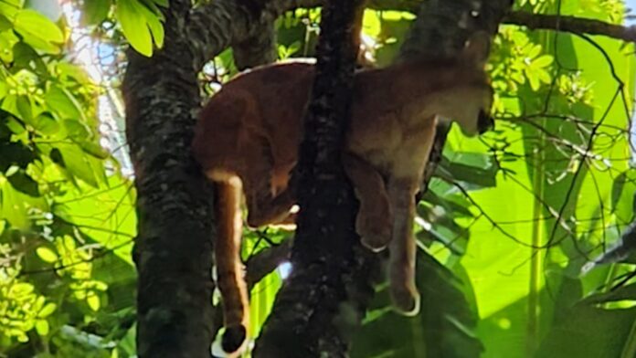 Um morador do Jardim Miriam, em Vinhedo fez o registro do animal na região do Monte das Bananeiras. Onça é flagrada em cima de árvore por moradores do interior de SP; veja