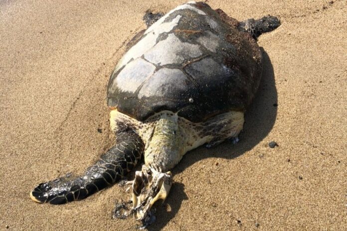 tartaruga marinha ilhabela tartaruga marinha ilhabela