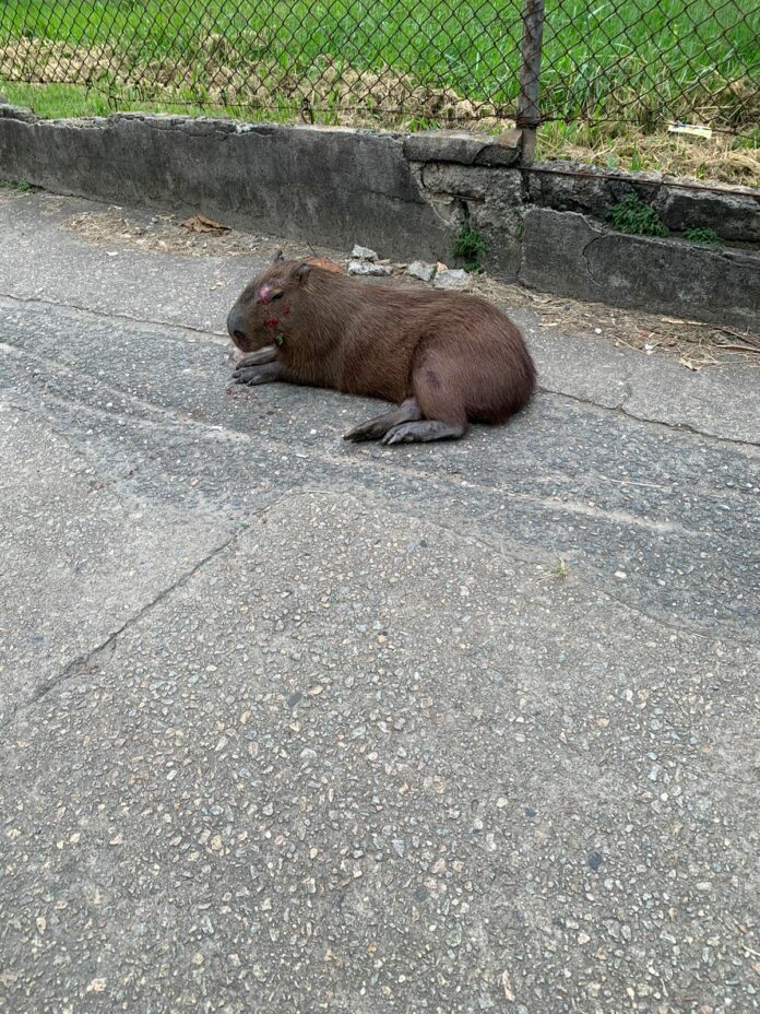 capivara ferida sjc