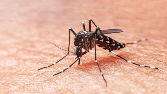 Campinas confirma mais 3 mortes por dengue e atinge recorde Campinas confirma mais 3 mortes por dengue e atinge recorde