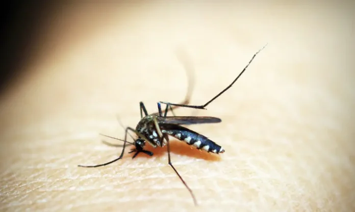 mosquito-1548947 100 mortes por dengue no vale