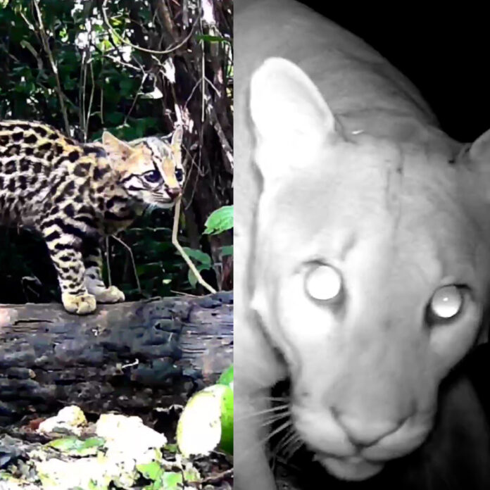 Moradores do interior de São Paulo gravam animais da fauna brasileira