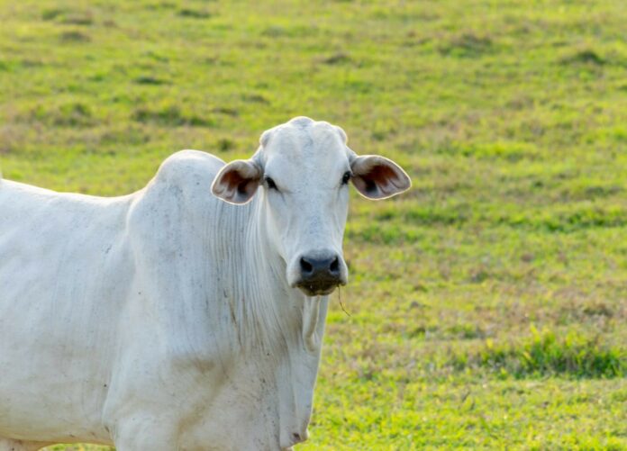 Foto: Divulgação | Defesa Agropecuária do Estado de São Paulo