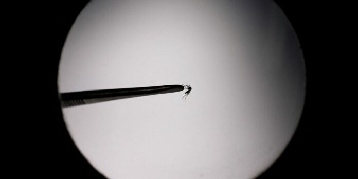 205 mortes por dengue no vale do paraíba 205 mortes por dengue no vale do paraíba