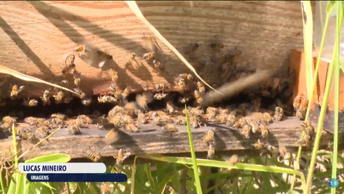 Conheça como funciona a produção de mel no quadro Thathi no Campo Conheça como funciona a produção de mel no quadro Thathi no Campo