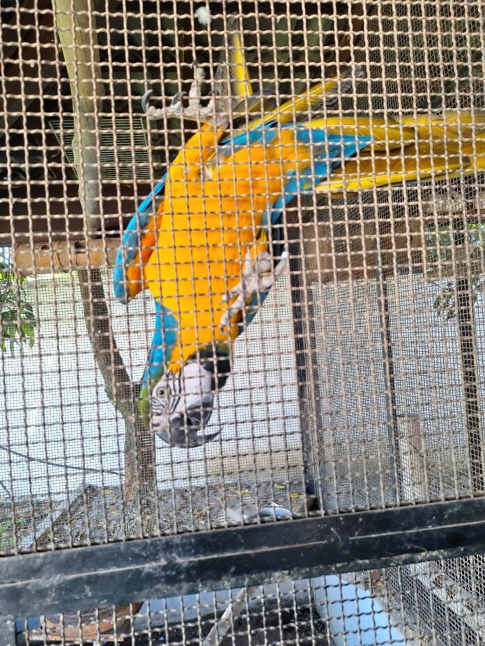 WhatsApp Image 2024-05-03 at 10.31.02 PM Ambiental resgata um cão e cinco aves no interior de SP