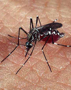 São José registra mais 17 mortes por dengue e RMVale chega a 168 vítimas fatais São José registra mais 17 mortes por dengue e RMVale chega a 168 vítimas fatais