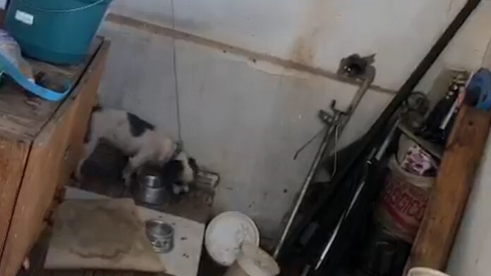 Homem é preso em flagrante por maus tratos; cachorro estava preso por corda Homem é preso em flagrante por maus tratos; cachorro estava preso por corda